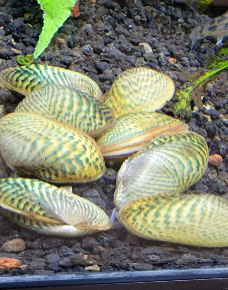 Thai Freshwater Mussel (Scabies crispata)