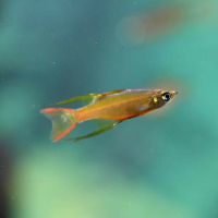 Threadfin Rainbow (Iriatherina werneri)