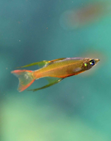 Threadfin Rainbow (Iriatherina werneri)