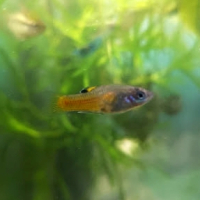 Phallichthys tico