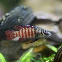 Black Tiger Dario (Dario sp. 'Myanmar')