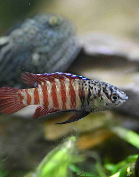 Black Tiger Dario (Dario sp. 'Myanmar')