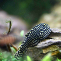 Tiger Hillstream Loach (Sewellia lineolata) - small