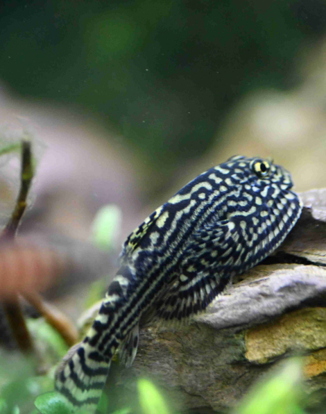Tiger Hillstream Loach (Sewellia lineolata) - small
