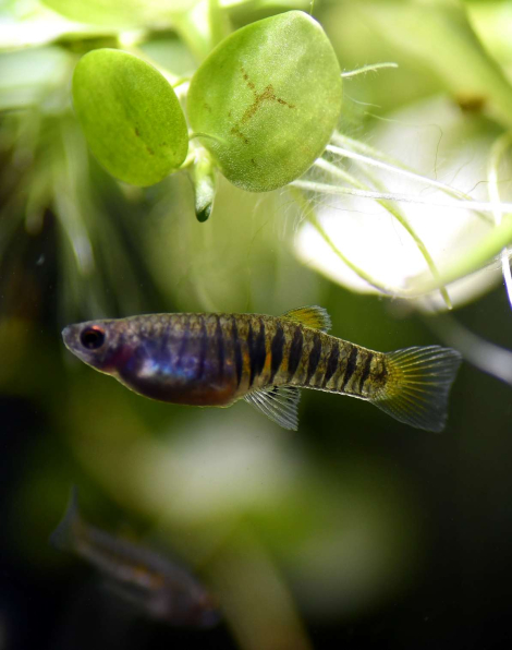 Tiger Teddy (Neoheterandria elegans)