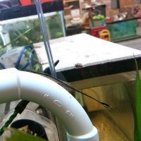 Twig Catfish (Farlowella acus)