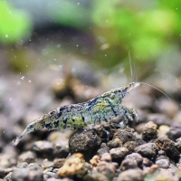 Neocaridina shrimp - ugly ducklings