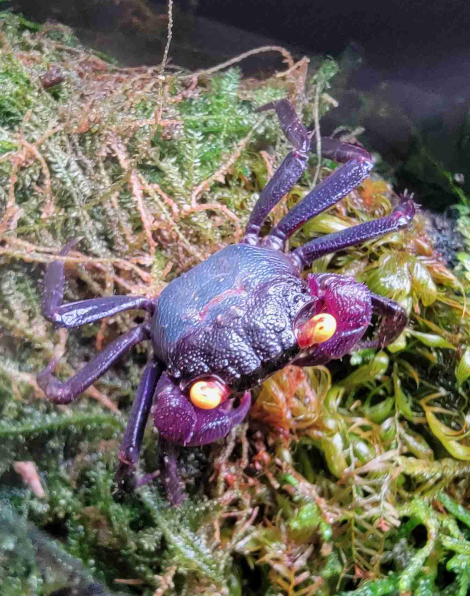 Vampire Crab