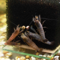 Vampire Shrimp (Atyopsis gaboensis)