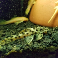 Golden Vampire Pleco (Leporacanthicus heterodon)