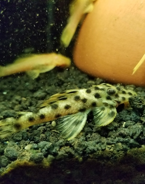 Golden Vampire Pleco (Leporacanthicus heterodon)