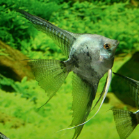 Blue Pinoy Smokey Veilfin Angelfish Large