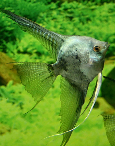 Blue Pinoy Smokey Veilfin Angelfish Large
