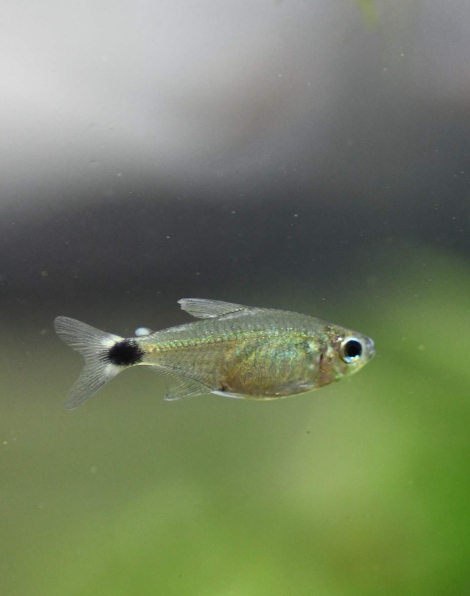 Veilfin Tetra (Hyphessobrycon elachys)