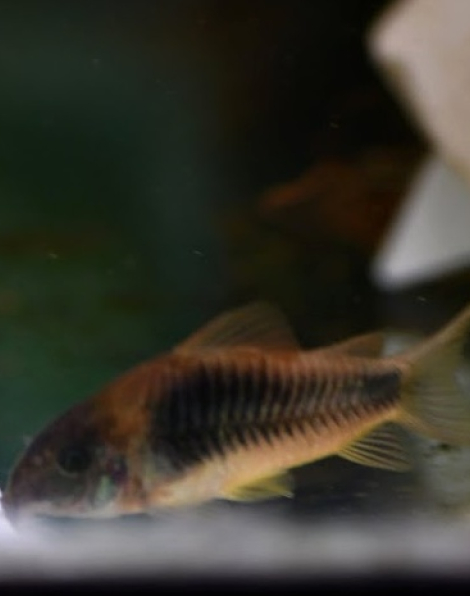 Corydoras venezuelanus