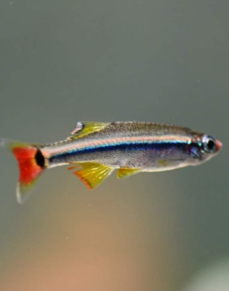 Vietnamese Minnow (Tanichthys micagemmae)