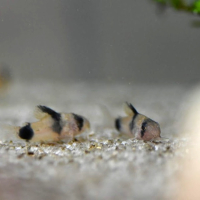 Corydoras weitzmani