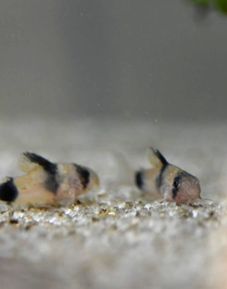 Corydoras weitzmani