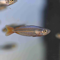 Western Rainbowfish (Melanotaenia australis) Super Red