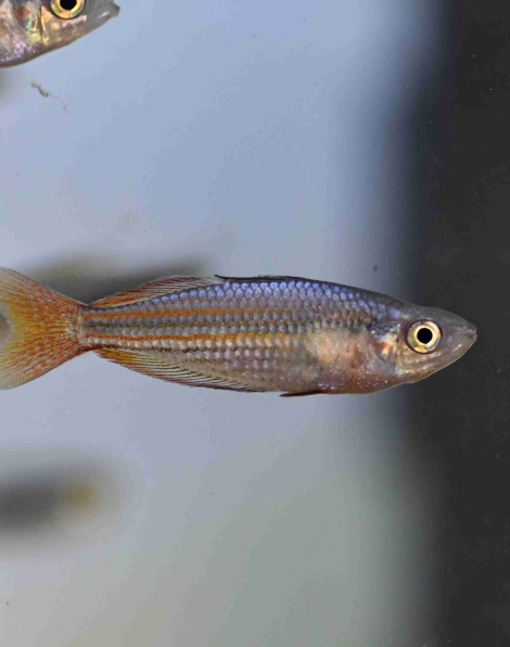 Western Rainbowfish (Melanotaenia australis) Super Red