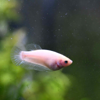 Female Betta Halfmoon White (Betta spendens)