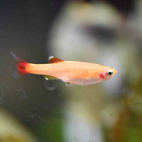 White Cloud Mountain Minnow Gold (Tanichthys albonubes)