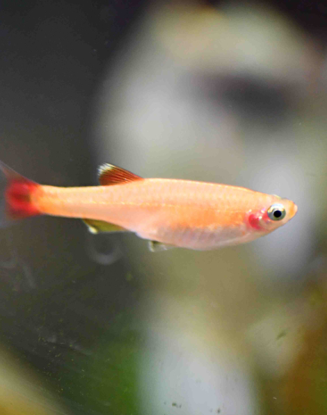 White Cloud Mountain Minnow Gold (Tanichthys albonubes)