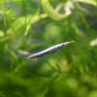 White Wrestling Halfbeak (Dermogenys pusilla)
