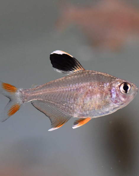 Ornate tetra (Hyphessobrycon bentosi)