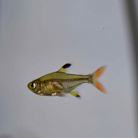 X-ray Tetra (Pristella maxillaris)