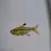 X-ray Tetra (Pristella maxillaris)