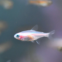 Neon Tetra Yellow (Paracheirodon innesi)