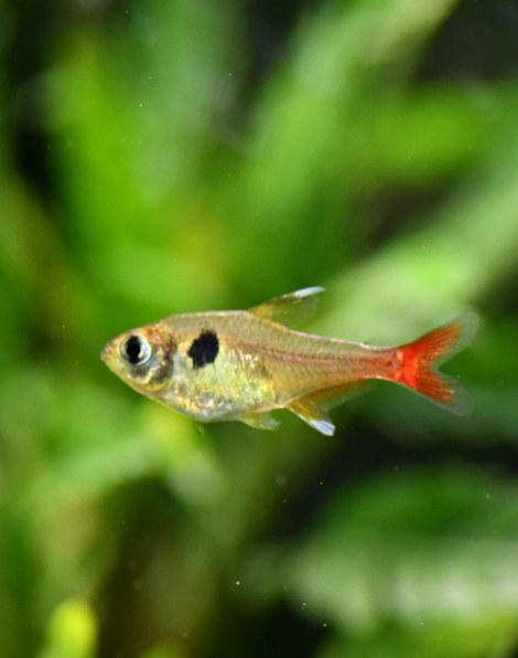 Yellow Phantom Tetra (Hyphessobrycon roseus)