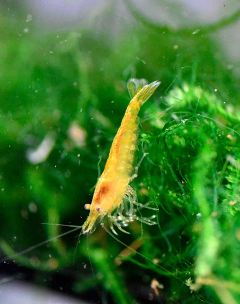 Yellow Fire Shrimp