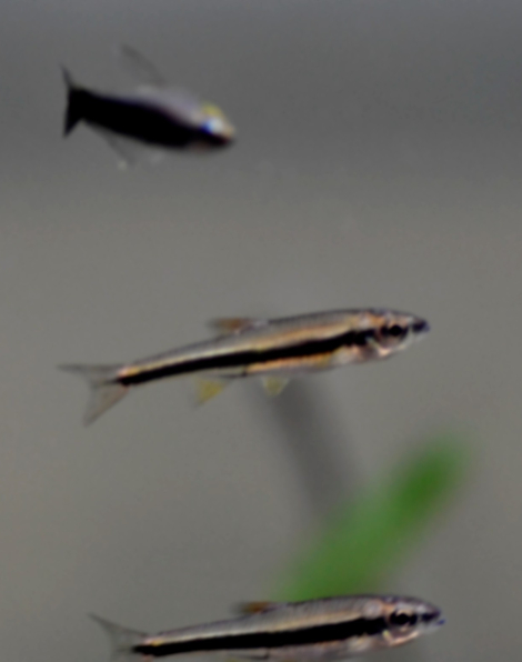 Yellowfin Shiner (Notropis lutipinnis)