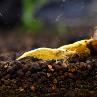 Yellow Shrimp 'Golden Lined'