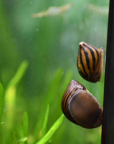 Zebra Nerite Snail