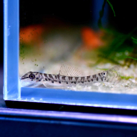 Zipper Loach (Paracanthocobitis botia)