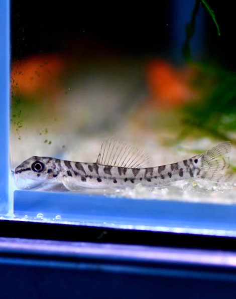 Zipper Loach (Paracanthocobitis botia)