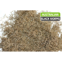 Australian FD Black Worms - 50 grams (loose)