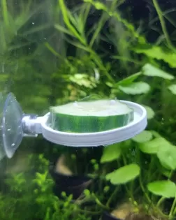 Veggie Feeder with a Suction Cup