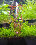 3d Printed Plant Anchors Narrow  - 5 Pack