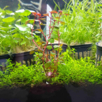 3D Printed Plant Anchors Narrow  - 5 Pack