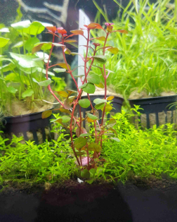 3d Printed Plant Anchors Narrow  - 5 Pack