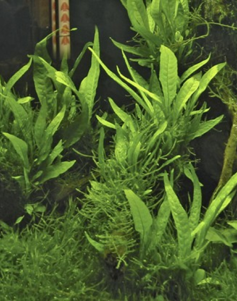 Microsorum  pteropus (Java Fern)