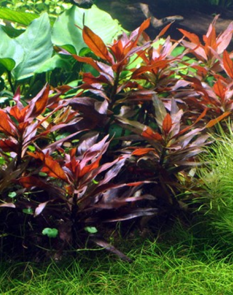 Ludwigia glandulosa (peruensis) - potted