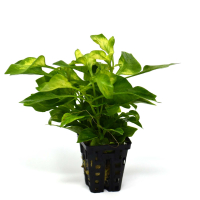 Alternanthera bettzickiana 'Aurea' - potted