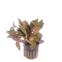Alternanthera lilacina - potted