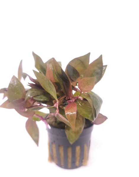 Alternanthera lilacina - potted