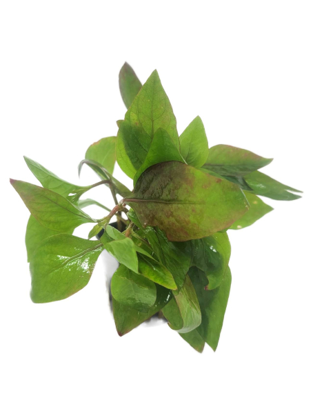 Alternanthera reineckii red broad - potted